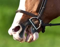 The Busy Mouthed Horse