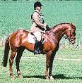Keep Your Horse in Front of Your Leg in the Halt