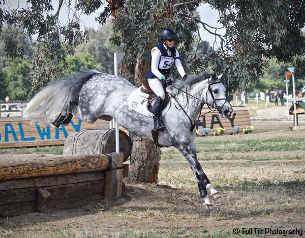 Training and Conditioning the Young Event Horse