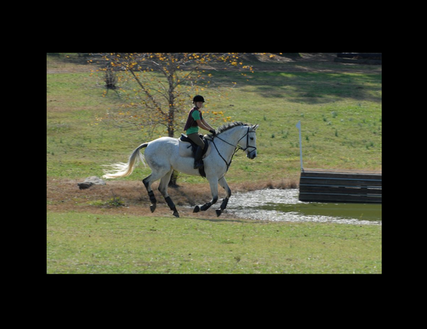 The Horse That Carries Tension in its Back