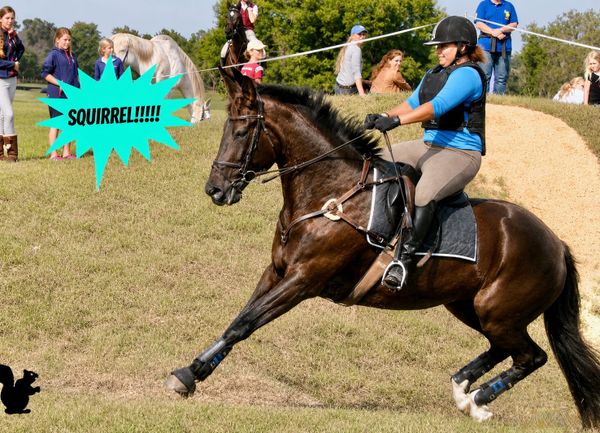 Is Your Horse Easily Distracted?