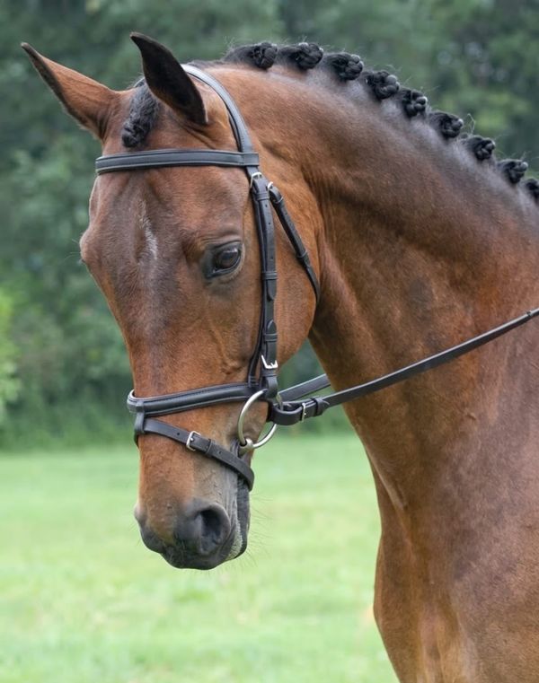 An Exercise to Test Your Horse's Straightness, Evenness in the Bridle, and Suppleness in the Poll
