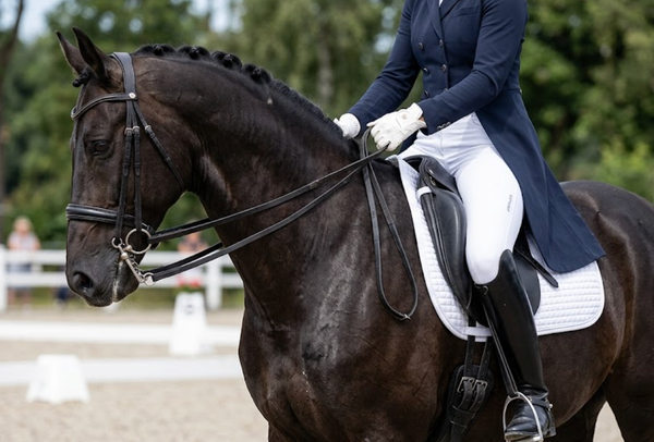 The Function of the Rider's Elbow Joints