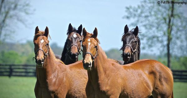 Guest Blog post # 84: "Bring Back the Horse's Instincts" by Dr. Juliet M. Getty