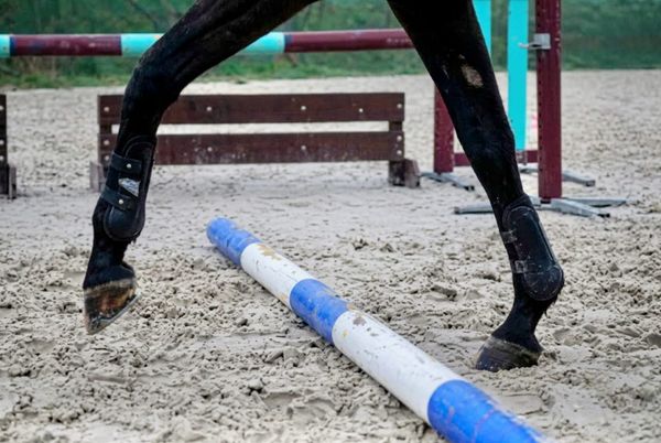 Learn Your Horse's Natural Tendencies