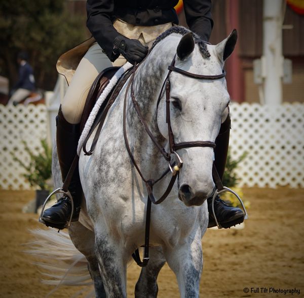 The Difference Between a "Correction" and Punishment When Training Horses