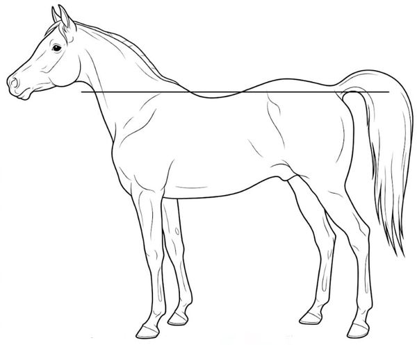 Dressage With the Croup High Horse
