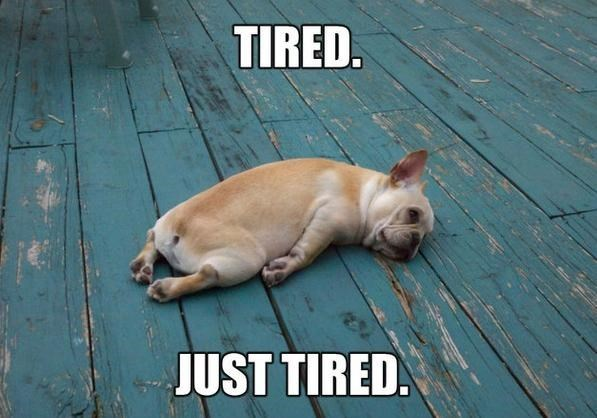 Dog-tired