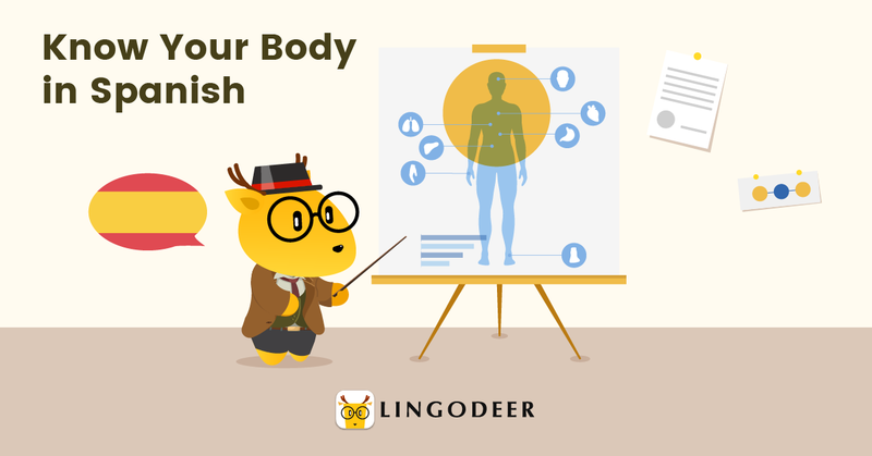 body parts in spanish chart