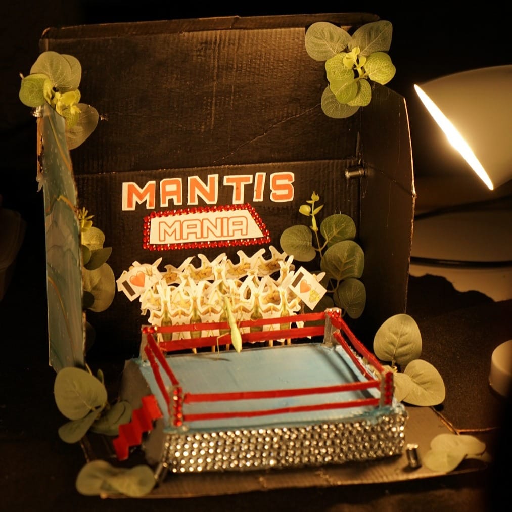 A boxing ring scale model set with a stick insect actor "talking" to the crowd.