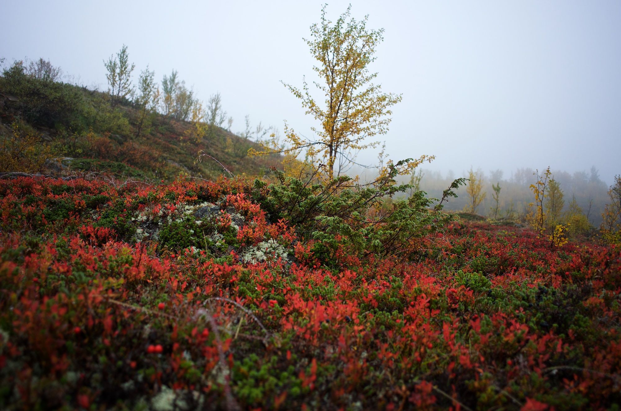 Lyngen landscapes, working with what is given