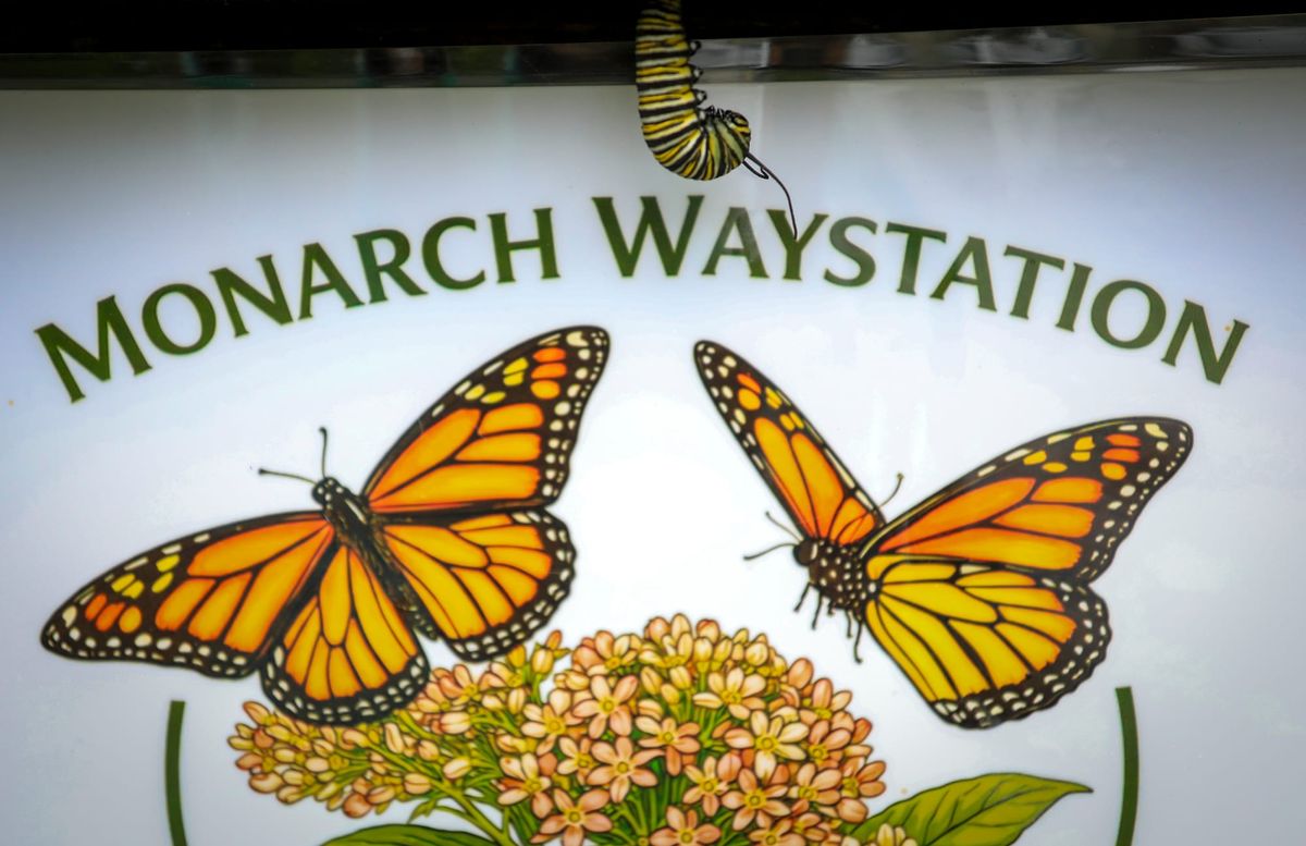 Petaluma Garden a Haven for Migrating Monarchs
