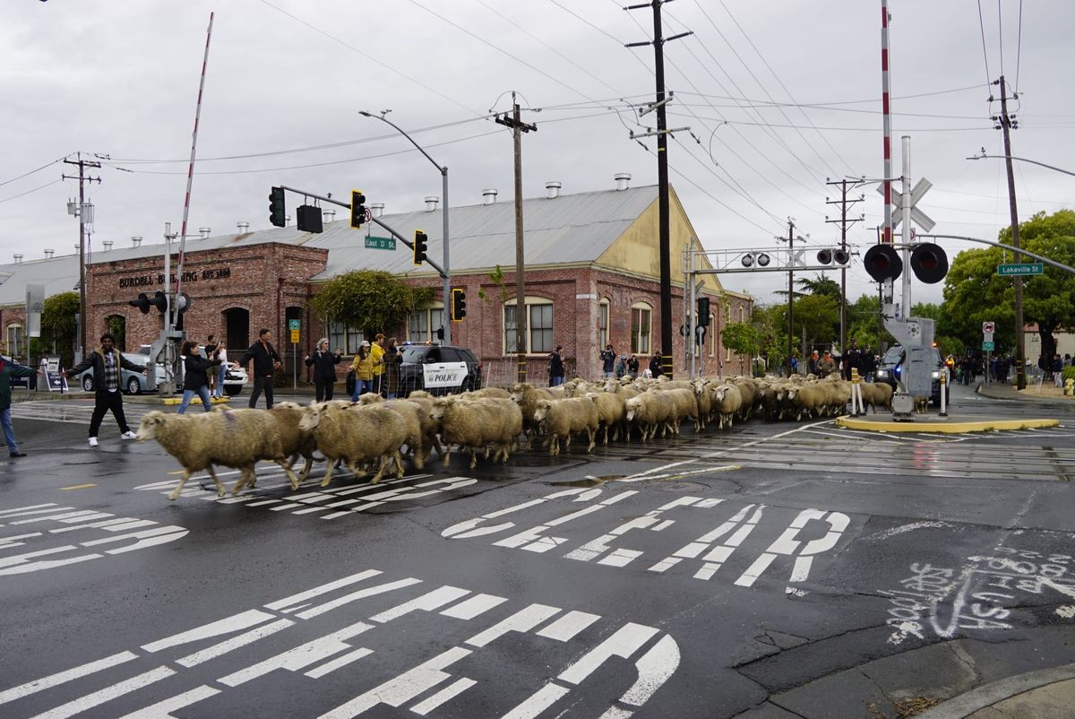 Scene and Herd: Transhumance