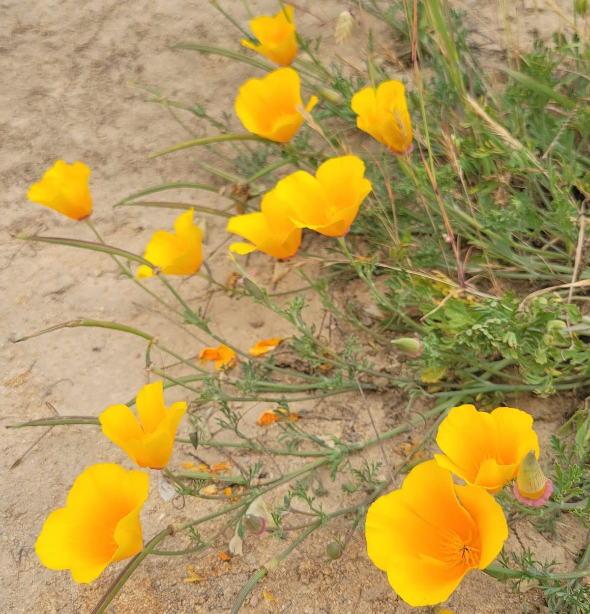 Get Out! What’s Blooming at Putnam Park