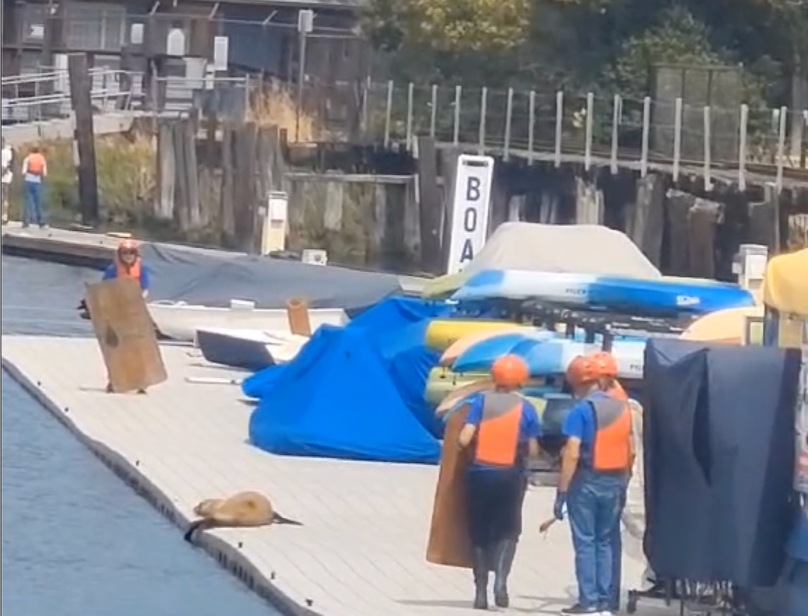 Scene & Herd: Sea Lion Rescue