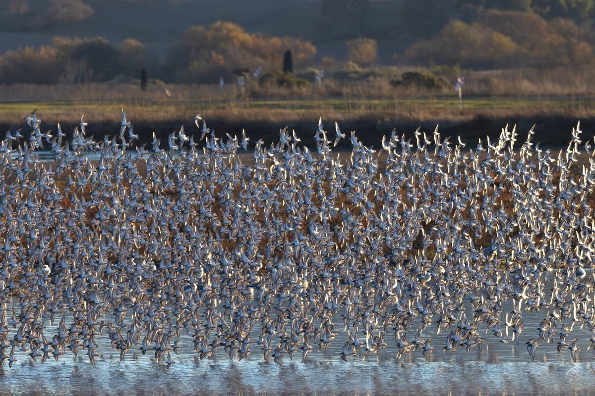 Scene & Herd: Shollenberger wildlife
