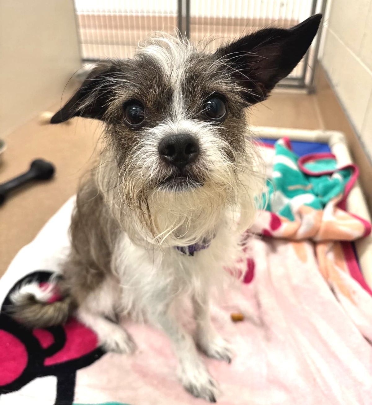 New countywide model considered for animal services