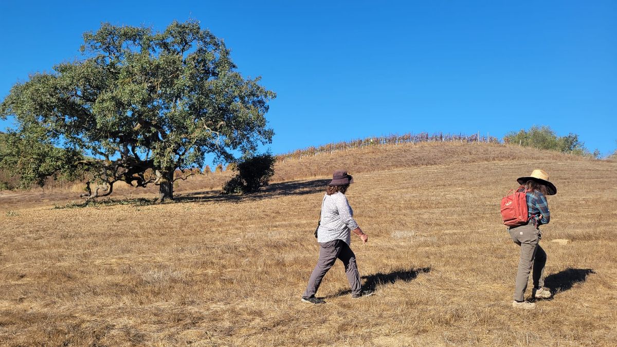 Get Out: Re-oaking Petaluma, an acorn at a time