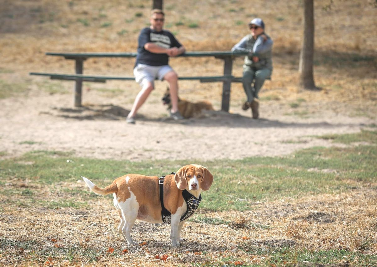 Petaluma Dog Park Project sets sights on airport location