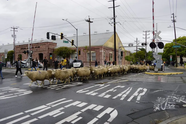 Scene and Herd: Transhumance