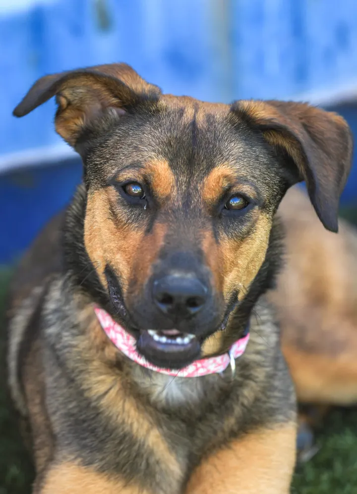 Shelter Tales: Nelly