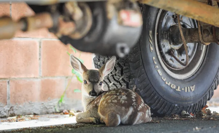 Scene & Herd: Hidden Fawn