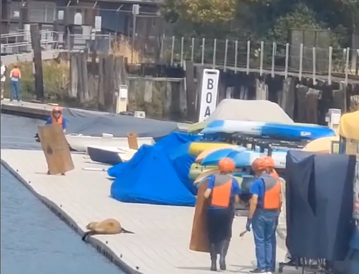 Scene & Herd: Sea Lion Rescue