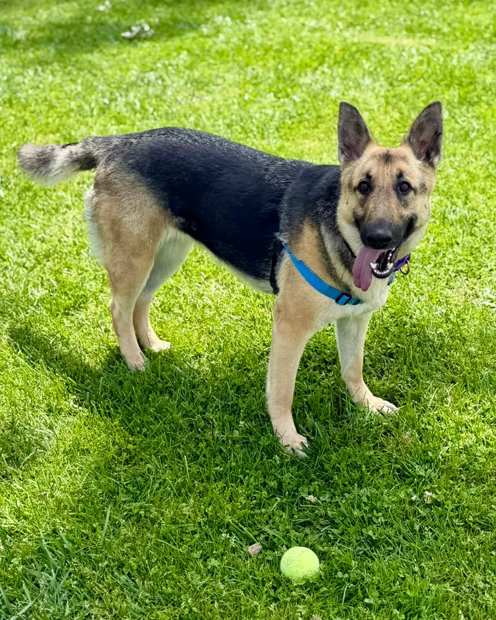 Shelter Tales: Sandy