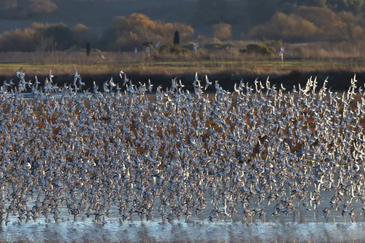Scene & Herd: Shollenberger wildlife