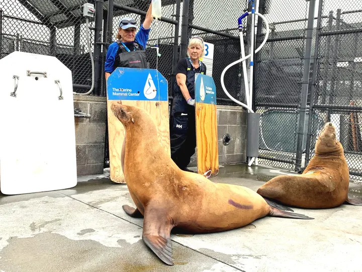 Sea Lion Poisoning More Prevalent