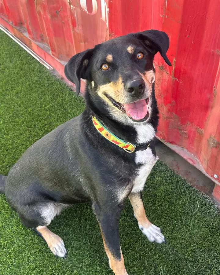 Shelter Tales: Bailey