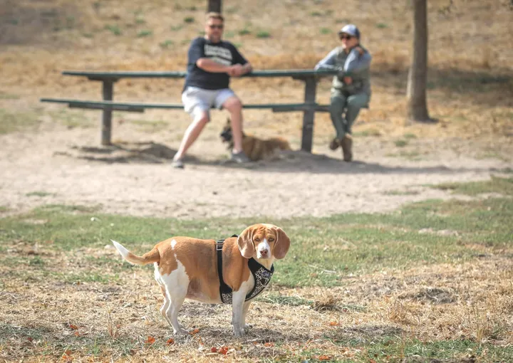 Petaluma Dog Park Project sets sights on airport location