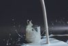 Can You Trust Meat and Dairy?