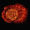 How Your Immune System Works