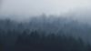 Fog in trees.