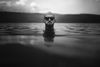 Heads Above Water: Why It Looks Like Americans Don't Care