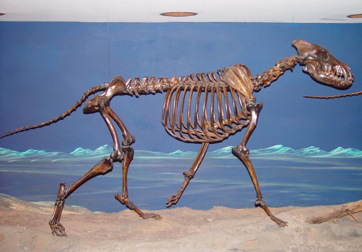 No, they aren't dire wolves