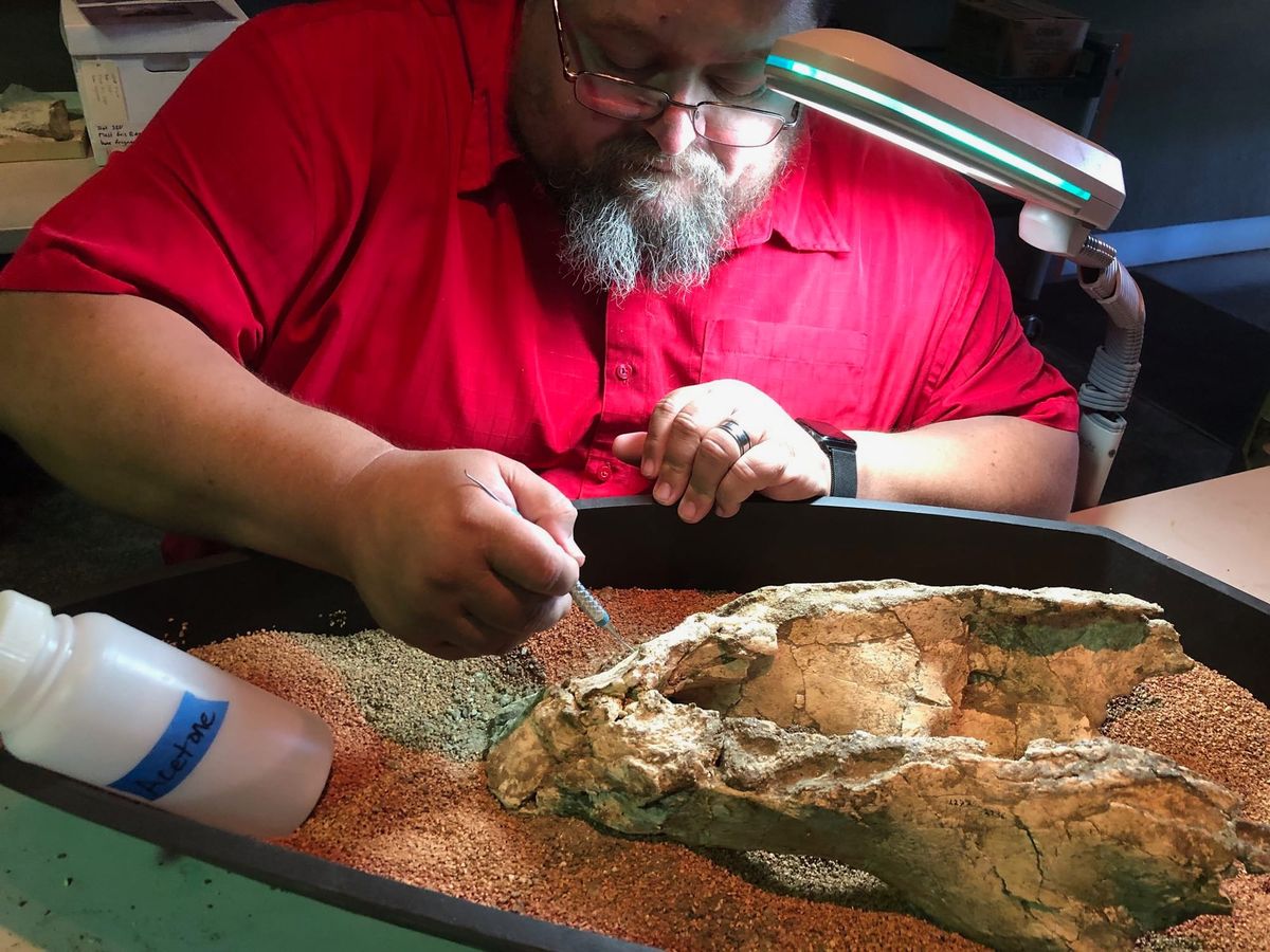 Bearded scientist holding a dental pick under a desk lamp, cleaning a fossil ground sloth jaw.