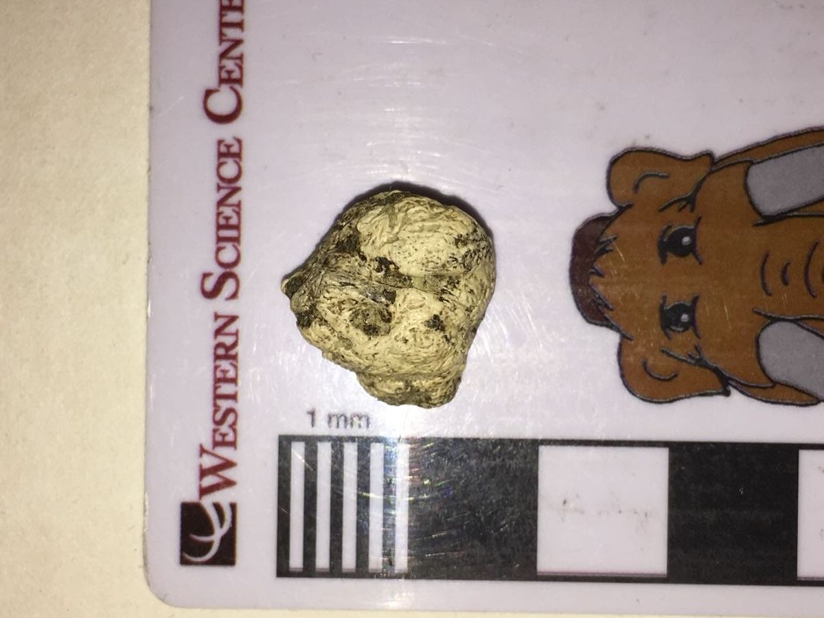 Roughly oval, irregularly-shaped, rough-surfaced bone sitting on a scale bar. The bone is about 15 cm in diameter.