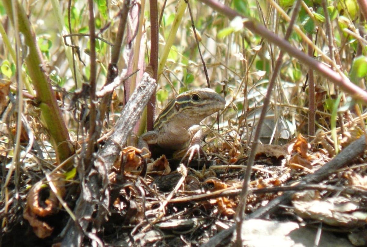 Lizard's head and front legs visible as it walks through vegetation toward the camera, photo taken at ground level.