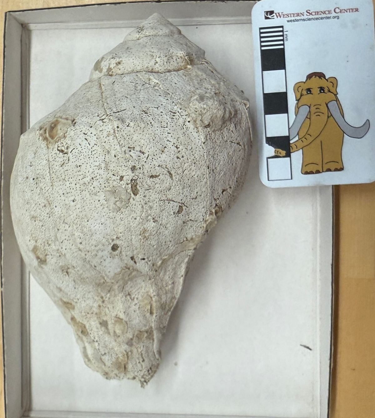 Big fossil whelk