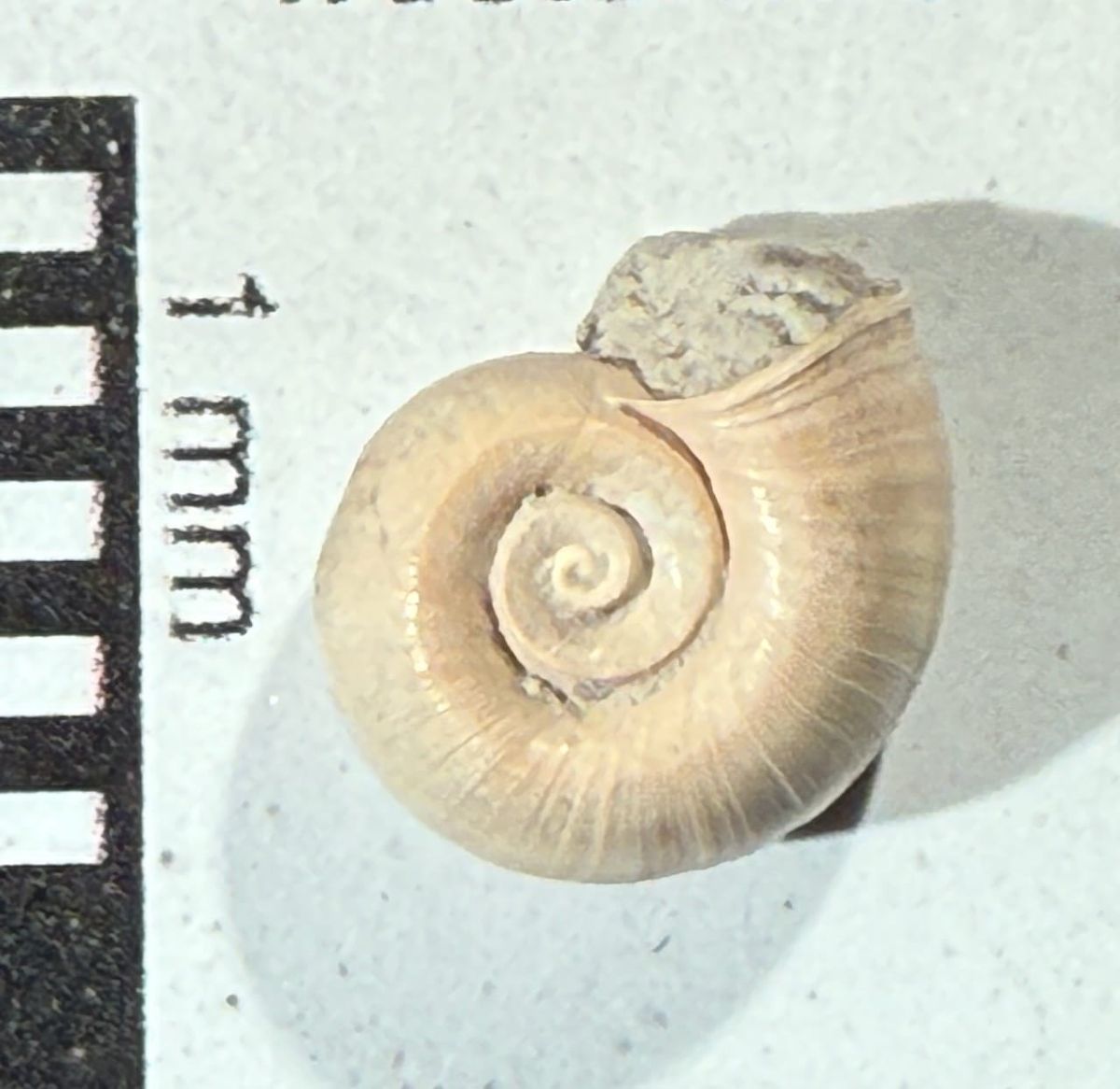 Snails on the wing