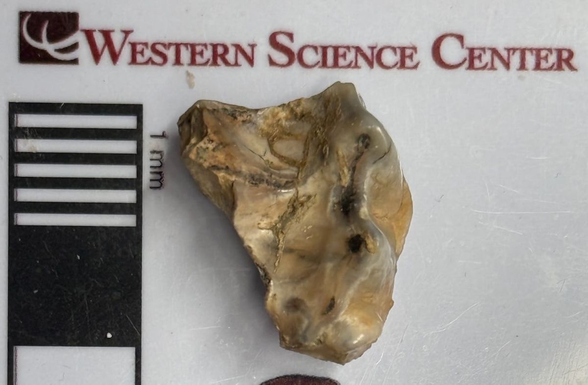 An intriguing tooth fragment