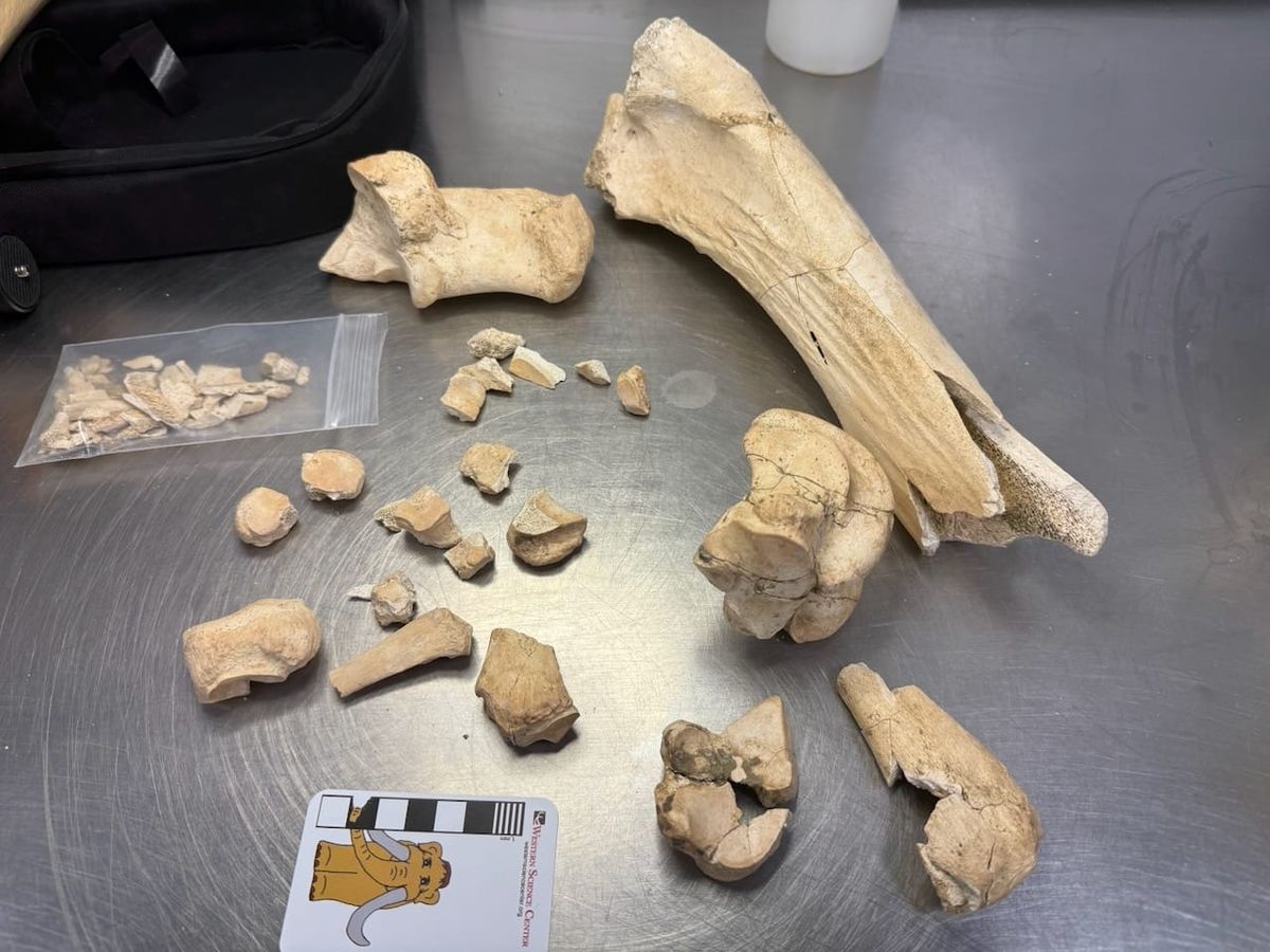 Bag of Bones