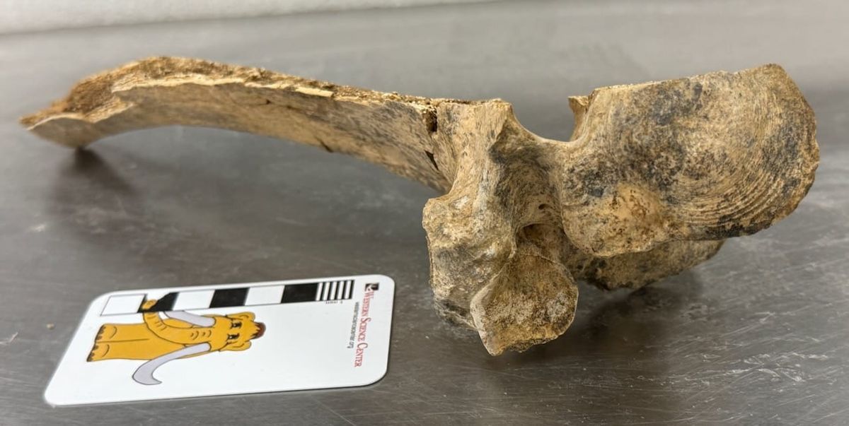 Half a vertebra