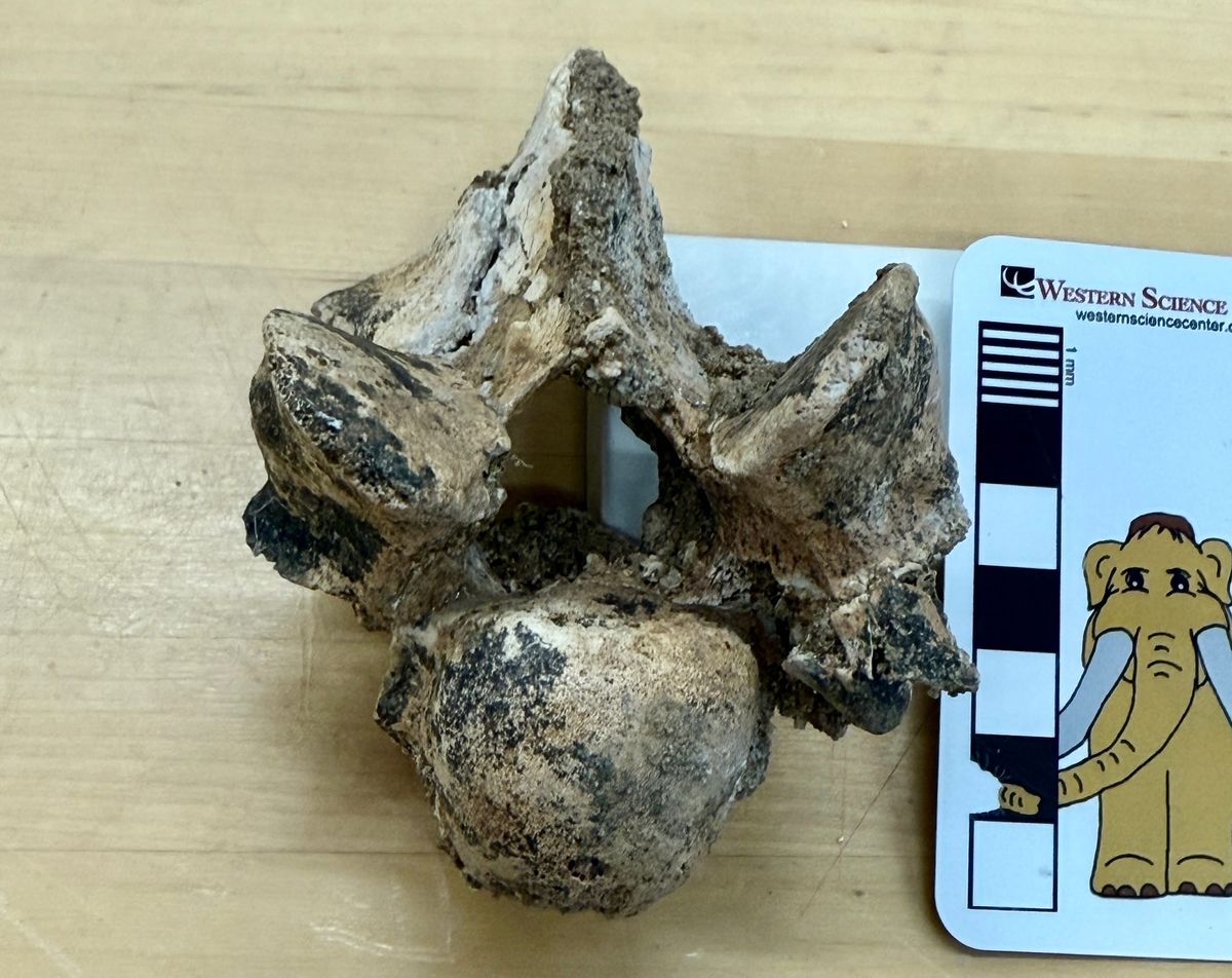 Making sense of a vertebra