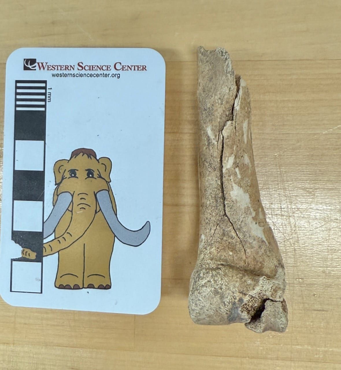 A little leg bone from the Ice Age