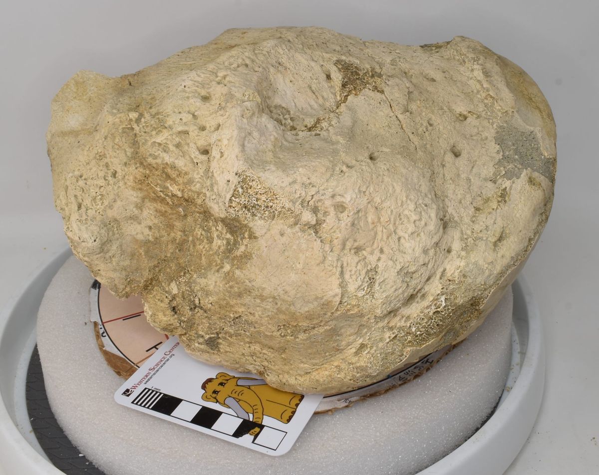 A fragment of a proboscidean–but which one?