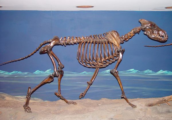 No, they aren't dire wolves
