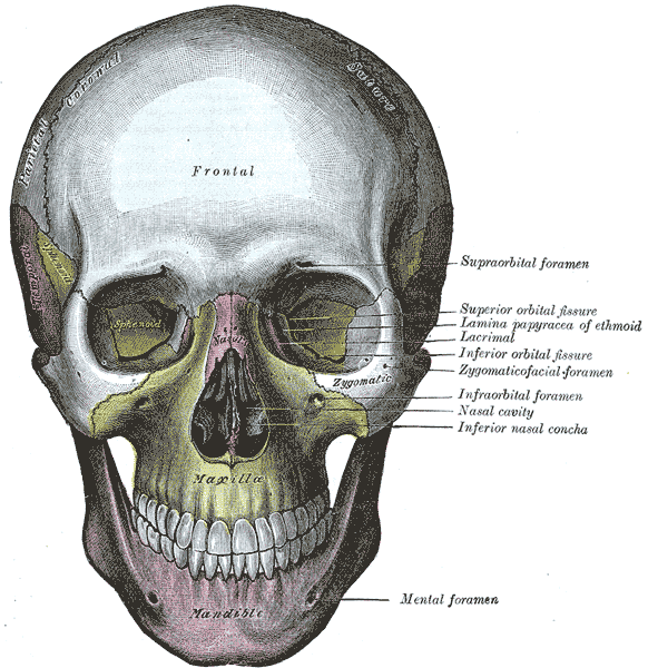 Human skull with some of the foramina labeled, including the infraobital foramen. Source: Gray's Anatomy, via Wikipedia (public domain).